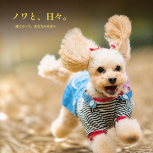 写真集『ノワと、日々。―風にのって、あなたのそばへ』の表紙