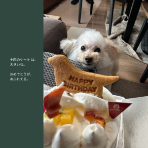 14歳の誕生日ケーキを前にしたノワちゃんの写真集ページ