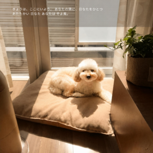 お母さんの隣の日なたで過ごすノワちゃんの写真集ページ