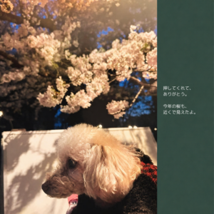 カートに乗って桜を眺めるノワちゃんの写真集ページ